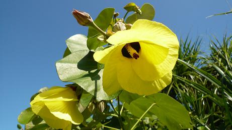 ゆうな の 花 こじゃこ カヲルの沖縄ゆんたく日記
