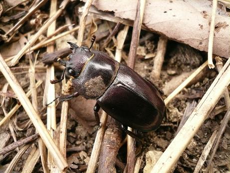 オキナワノコギリクワガタ 雌 こじゃこ カヲルの沖縄ゆんたく日記
