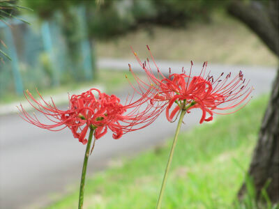 そしてじっくりとポケモンとドラクエをやっているわけですが カフェファンタジア