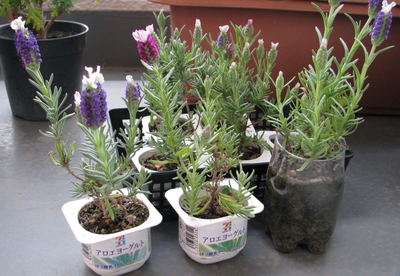 挿し木で増やす ヨーグルト容器 花の育て方 ラベンダーを愛す 挿し木で増やす ヨーグルト容器 花の育て方 ラベンダーを愛す