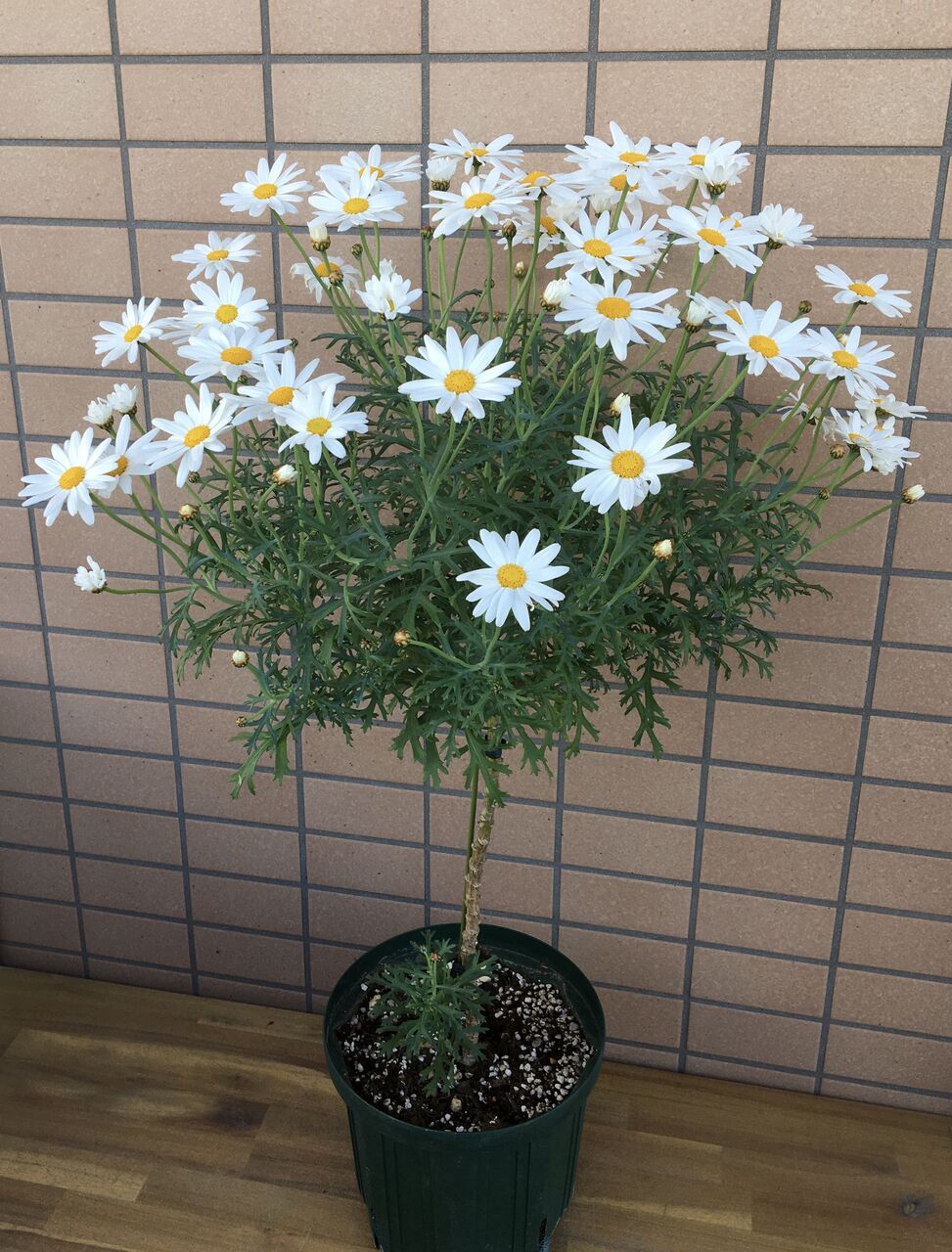 白のマーガレット スタンダード 花の育て方 ラベンダーを愛す 白のマーガレット スタンダード 花の育て方 ラベンダーを愛す