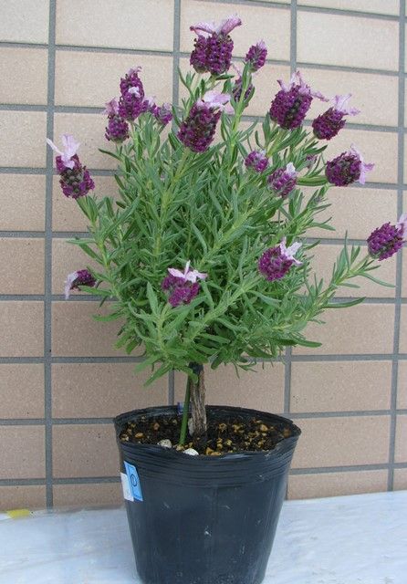 ピンクのフレンチラベンダー 花の育て方 ラベンダーを愛す ピンクのフレンチラベンダー 花の育て方 ラベンダーを愛す