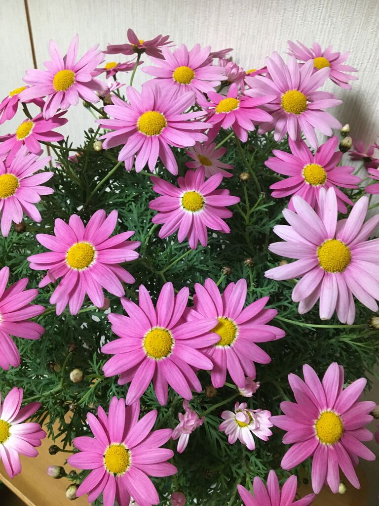 ピンクマーガレット スタンダード 花の育て方 ラベンダーを愛す