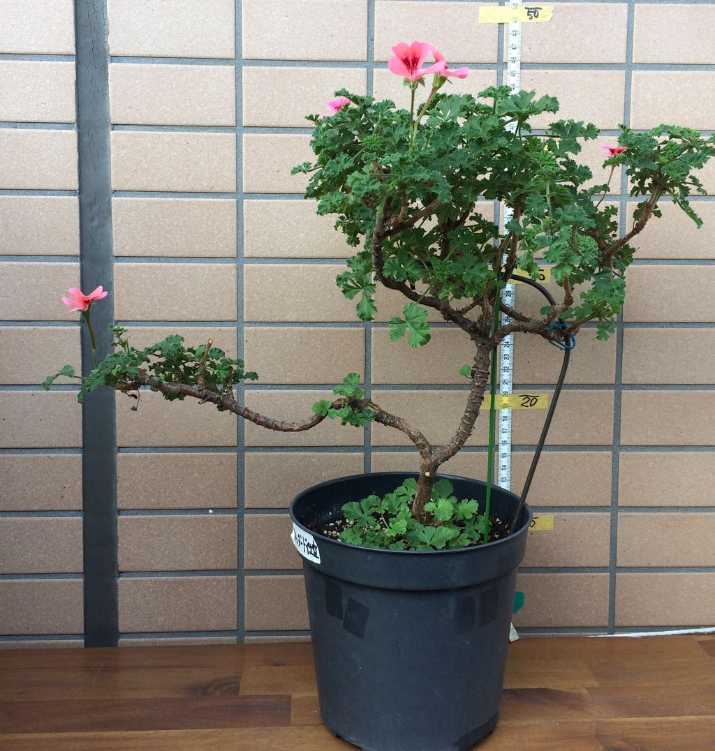 ルリマツリ　スタンダード仕立て(鉢植え) ルリマツリ スタンダード仕立て(鉢植え) - メルカリ