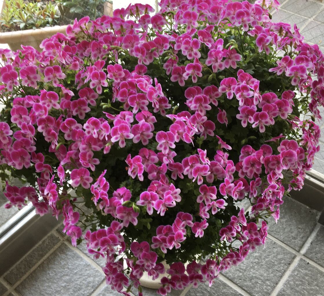 花の育て方 ラベンダーを愛す 花の育て方 ラベンダーを愛す