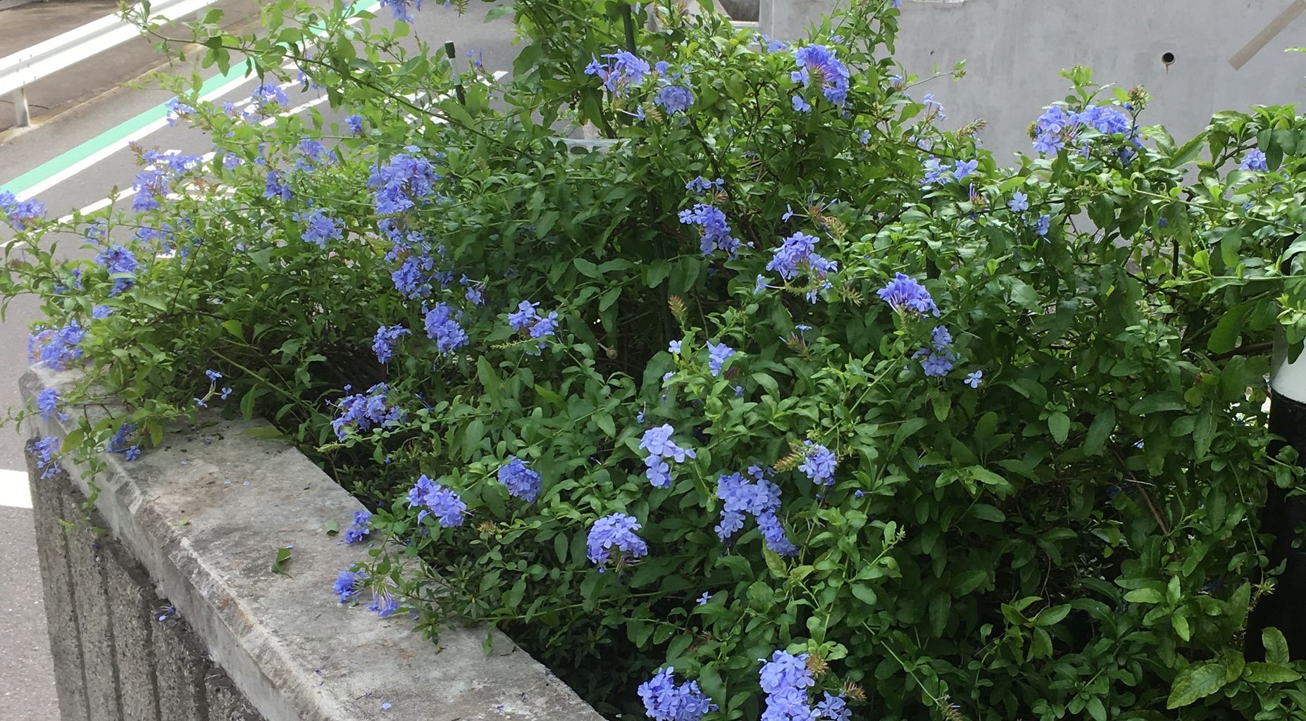 ルリマツリ スタンダード仕立て2 : 花の育て方:美しく育てて ルリマツリ スタンダード仕立て2 : 花の育て方:美しく育てて