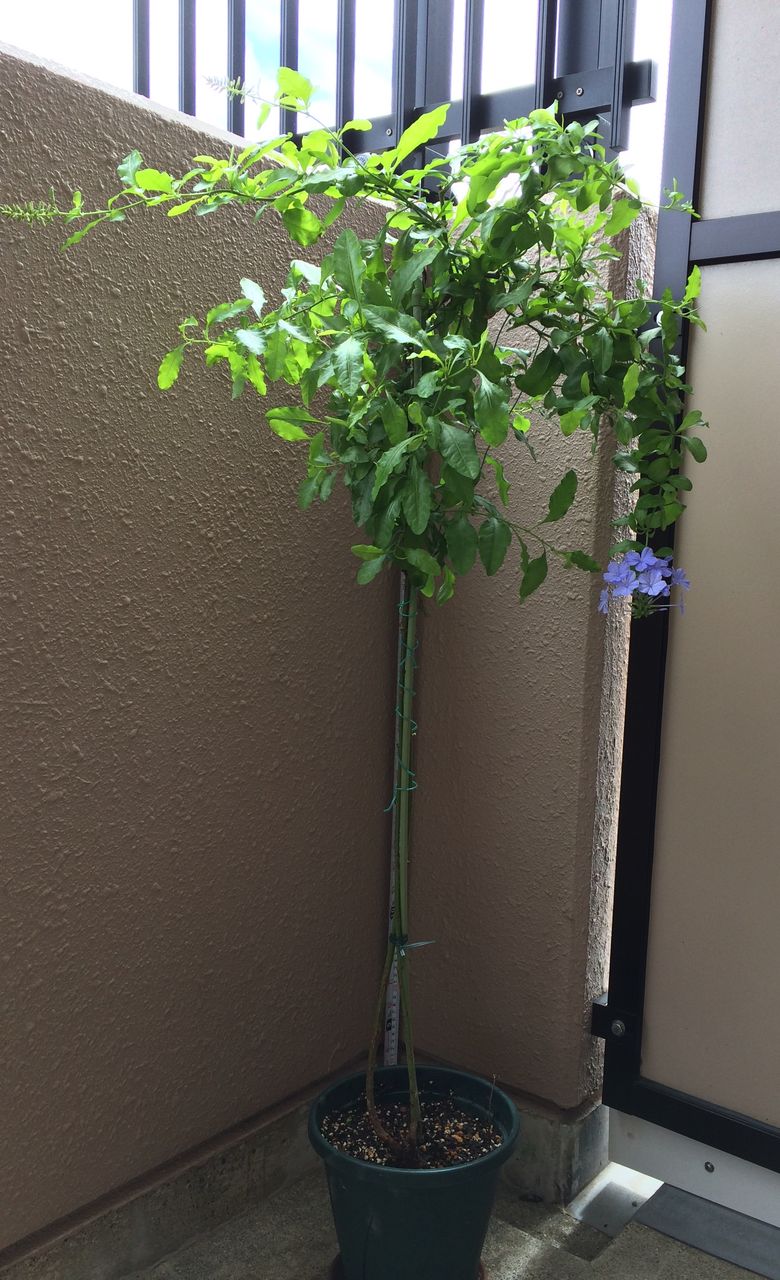 ルリマツリ スタンダード仕立て2 : 花の育て方:美しく育てて ルリマツリ スタンダード仕立て2 : 花の育て方:美しく育てて