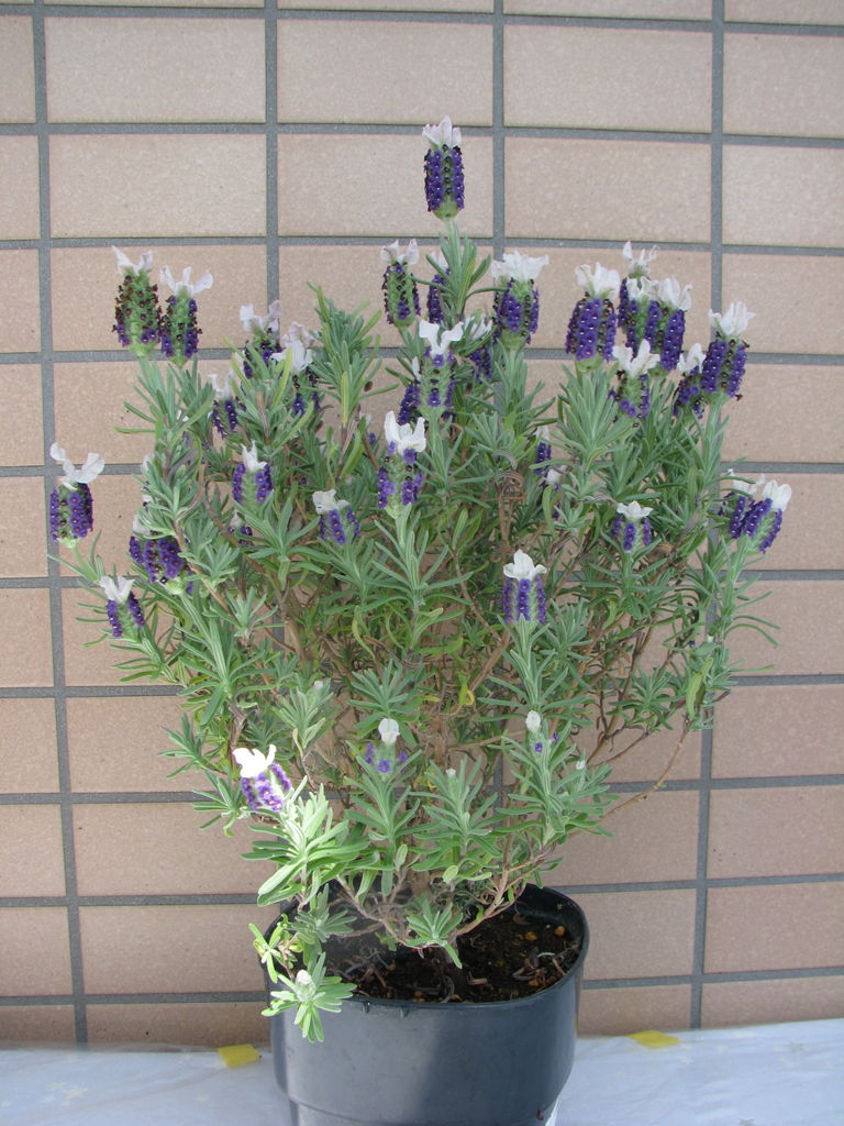 フレンチラベンダーの剪定の仕方 花の育て方 ラベンダーを愛す