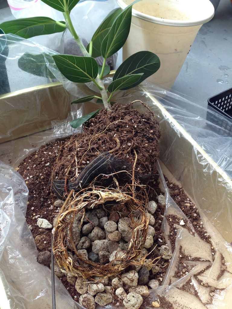 花の育て方 ラベンダーを愛す フィカス ベンガレンシス 植替え