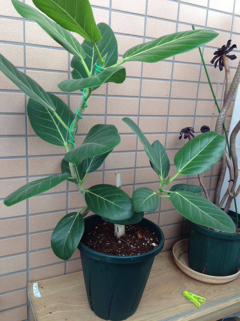 フィカス ベンガレンシス 植替え２ 花の育て方 ラベンダーを愛す