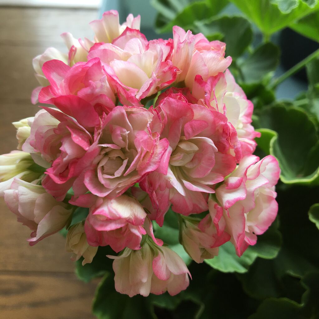 ゼラニウム エンゼルブーケ 花の育て方 ラベンダーを愛す ゼラニウム エンゼルブーケ 花の育て方 ラベンダーを愛す