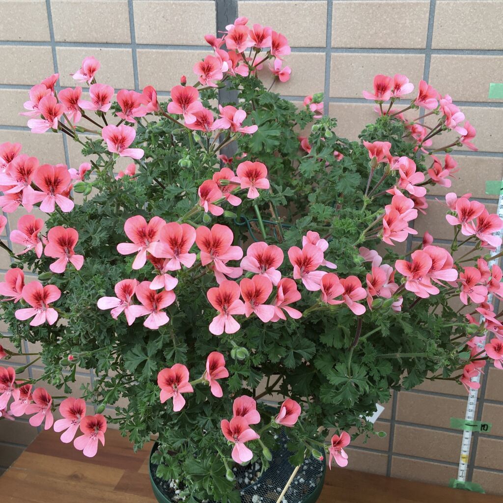 スタンダード仕立て ペラルゴニウム オレンジ エンジェルアイズ 花の育て方 ラベンダーを愛す