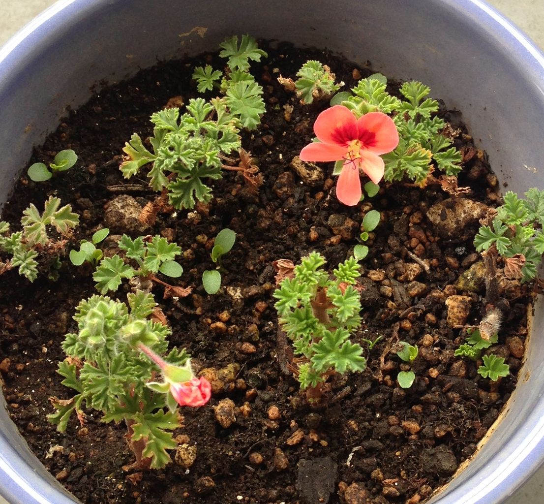 花の育て方 ラベンダーを愛す オレンジ エンジェルアイズ 花の育て方 ラベンダーを愛す オレンジ エンジェルアイズ