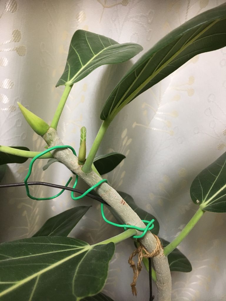 ゴムの木の花 花の育て方 ラベンダーを愛す