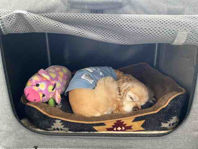 電子レンジ風 コルチカム S ｌｉｆｅ日記