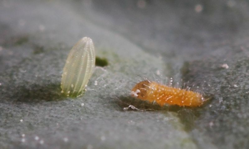 Pieris rapae caterpillar from egg