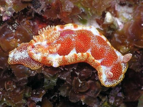 Hexabranchus_sanguineus_01