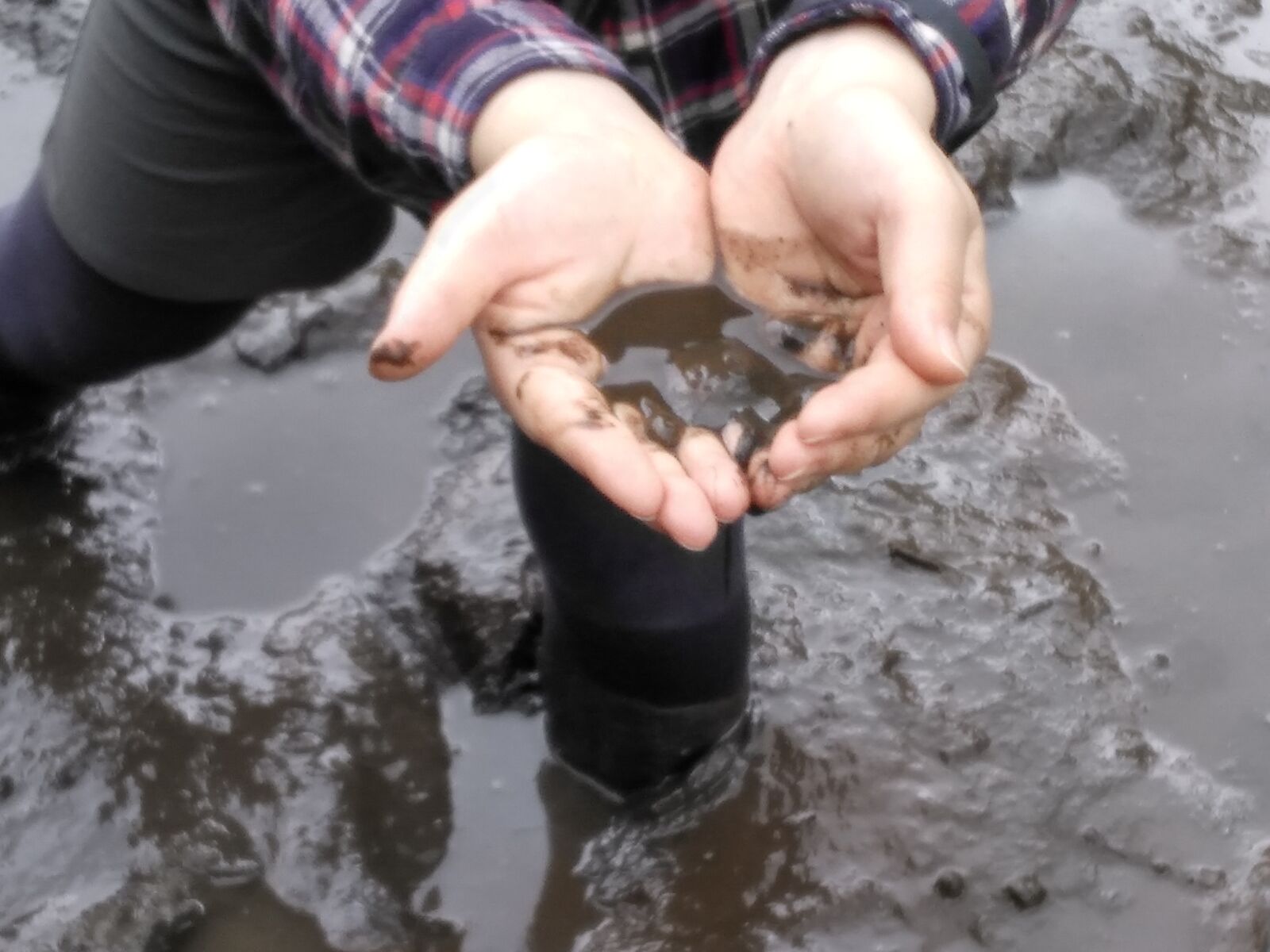 横浜 田んぼ活動二回目 代かき すべての若者に豊かな学びと青春を