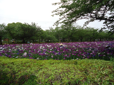 f66561a7.jpg