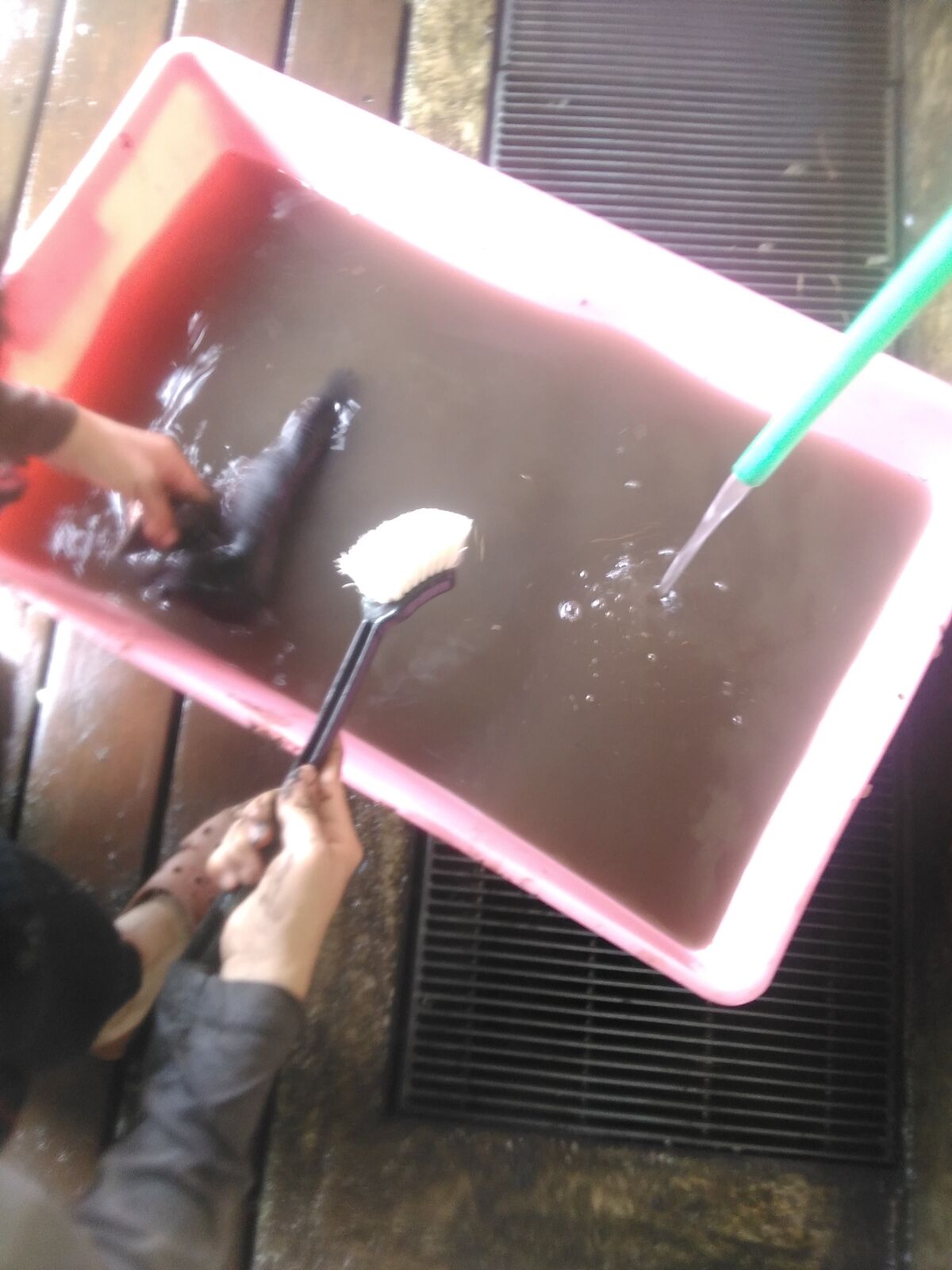 横浜 田んぼ活動二回目 代かき すべての若者に豊かな学びと青春を