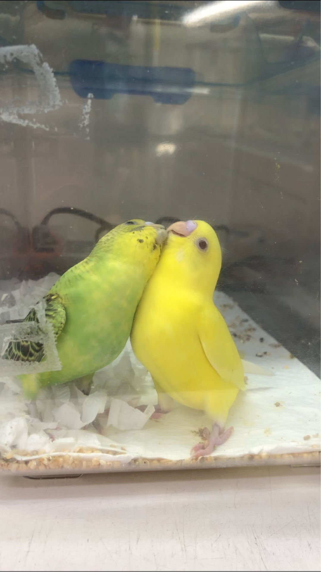 セキセイインコ キス 落書き宝庫