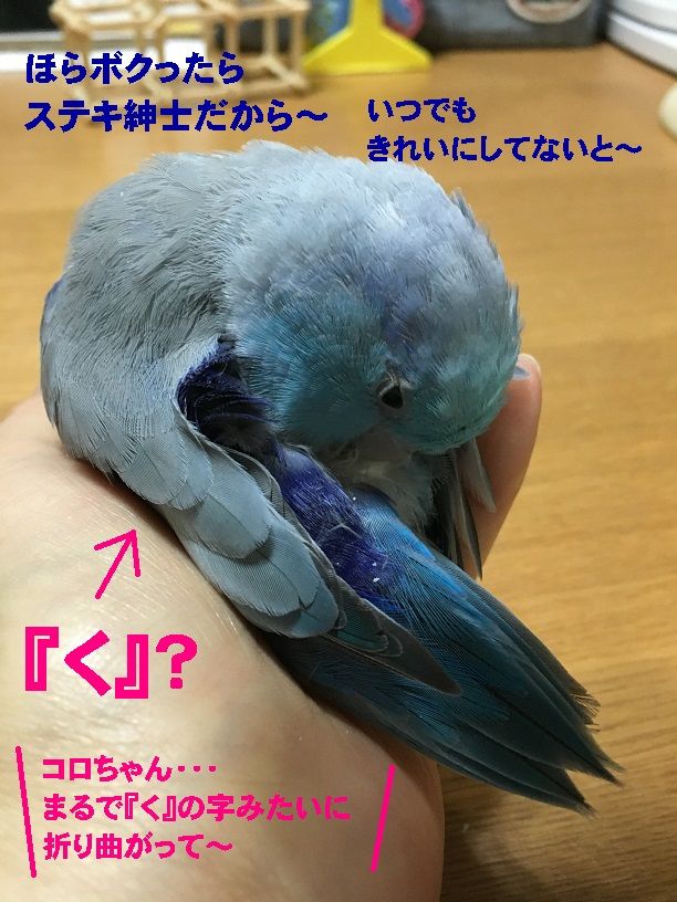 手の中の宇宙 コロことり 手の中の宇宙 コロことり