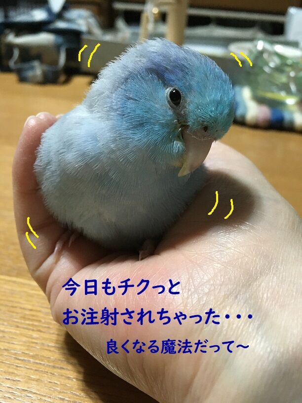 お注射してもらいました コロことり お注射してもらいました コロことり