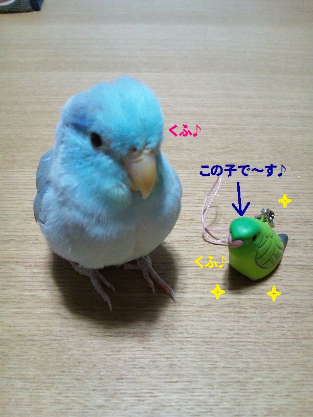 かわいいインコガチャ コロことり