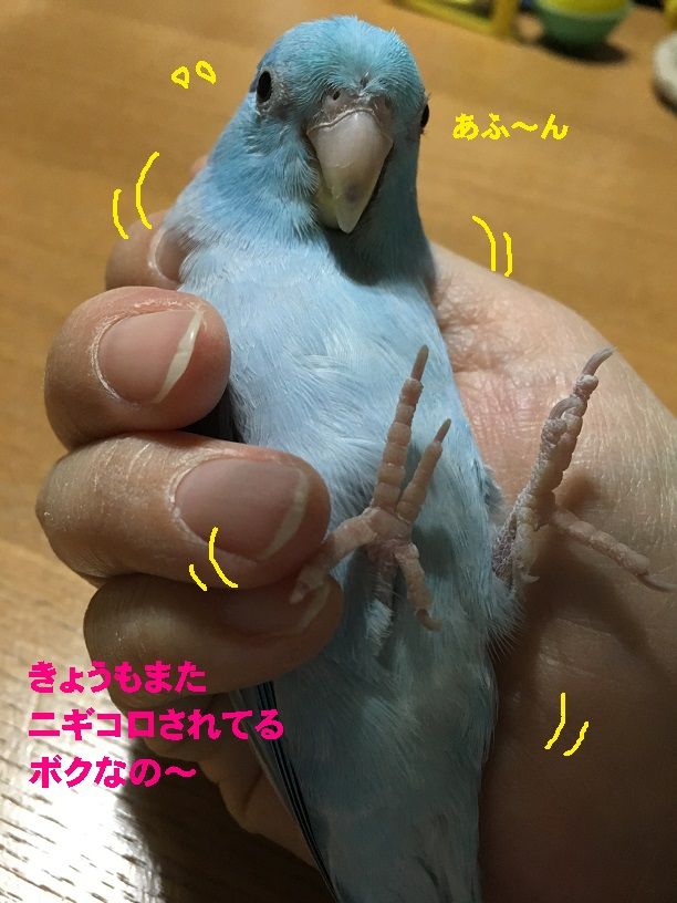 目薬とニギコロ コロことり 目薬とニギコロ コロことり