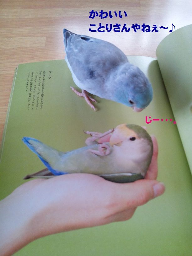 ニギコロまでは遠い コロことり ニギコロまでは遠い コロことり
