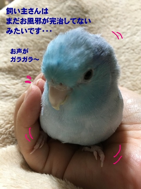 がら