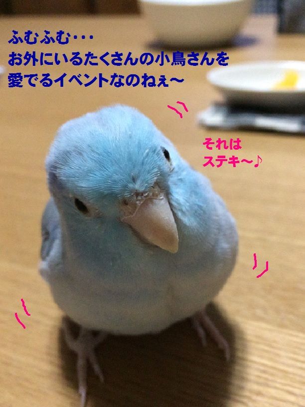 愛鳥週間 コロことり 愛鳥週間 コロことり