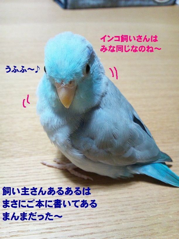 インコあるある本 コロことり