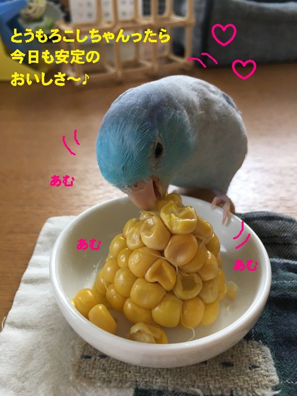 どうしても 宇宙人 コロことり