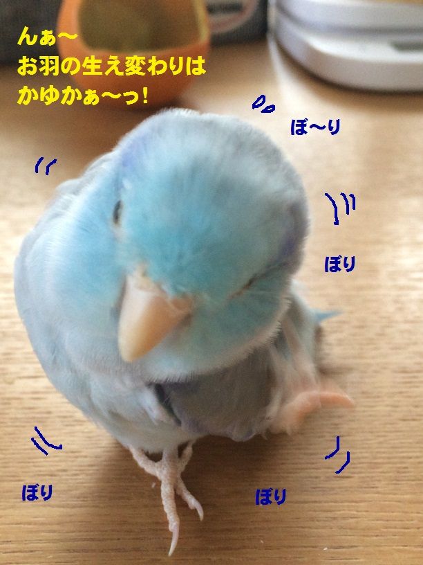 青いハムスターちゃん コロことり