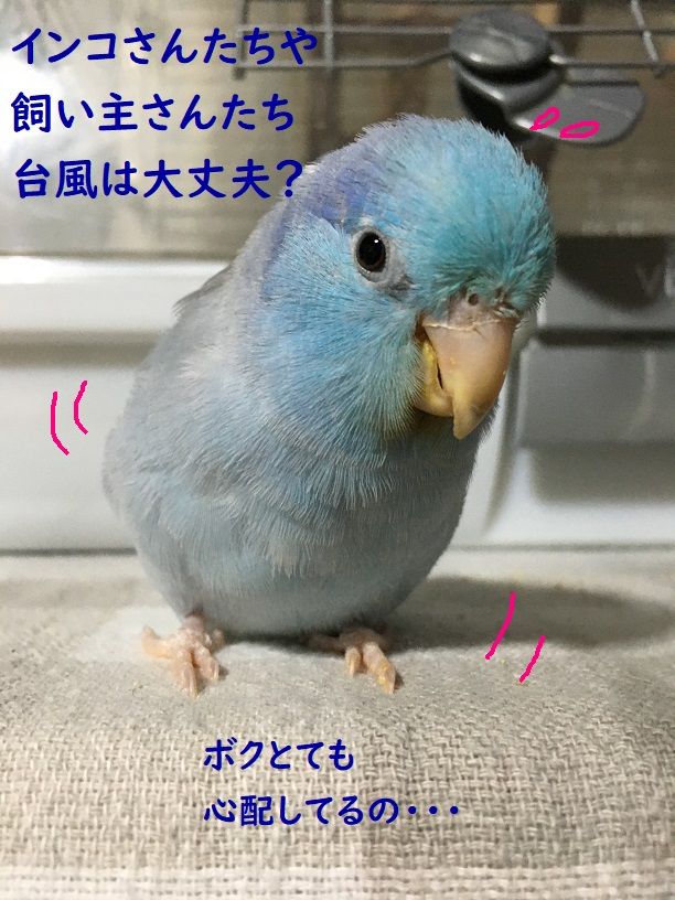 ご無事でいますように コロことり