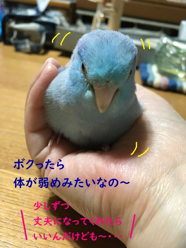 お注射してもらいました コロことり お注射してもらいました コロことり