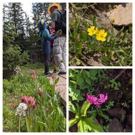hiking4 flower collage