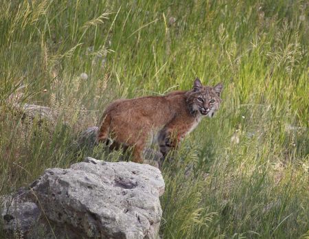 bobcat