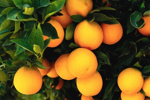 oranges