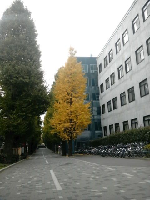 銀杏　20111128