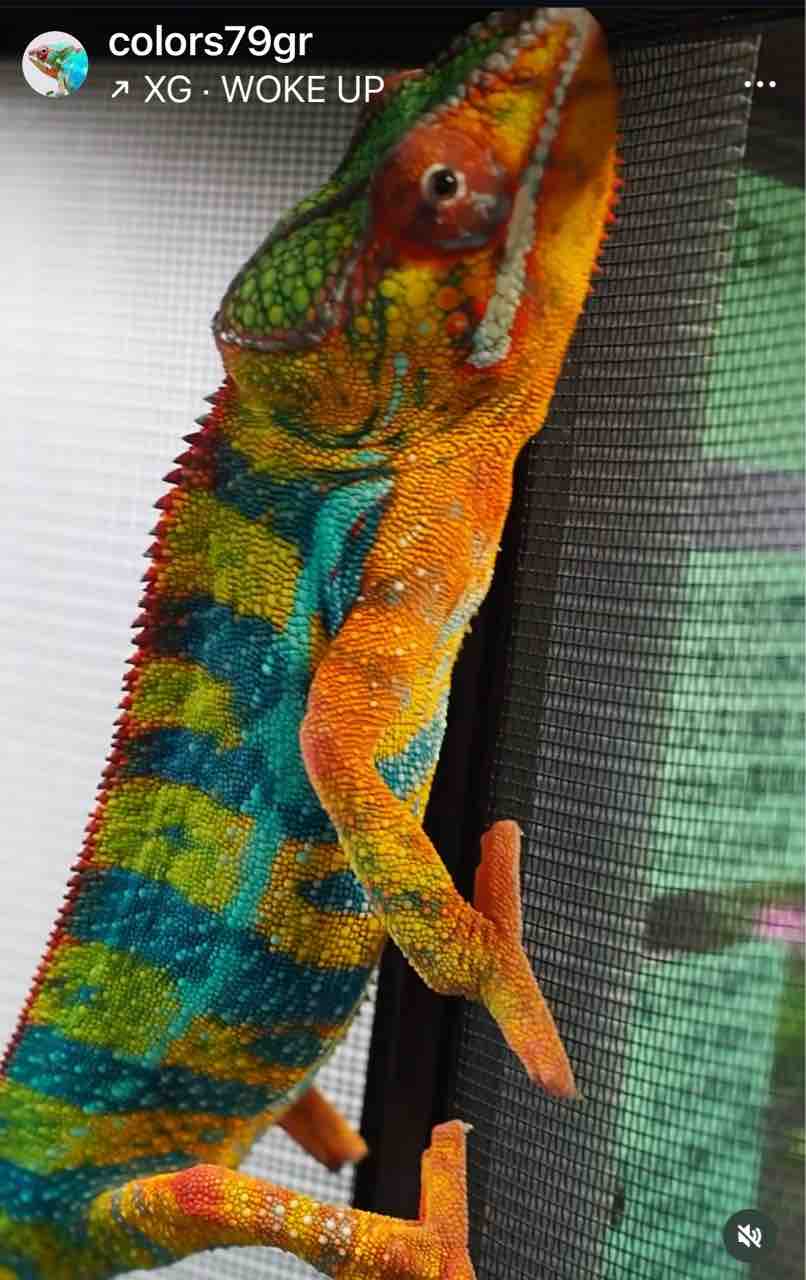 細密画パンサーカメレオン パンサーカメレオン♂