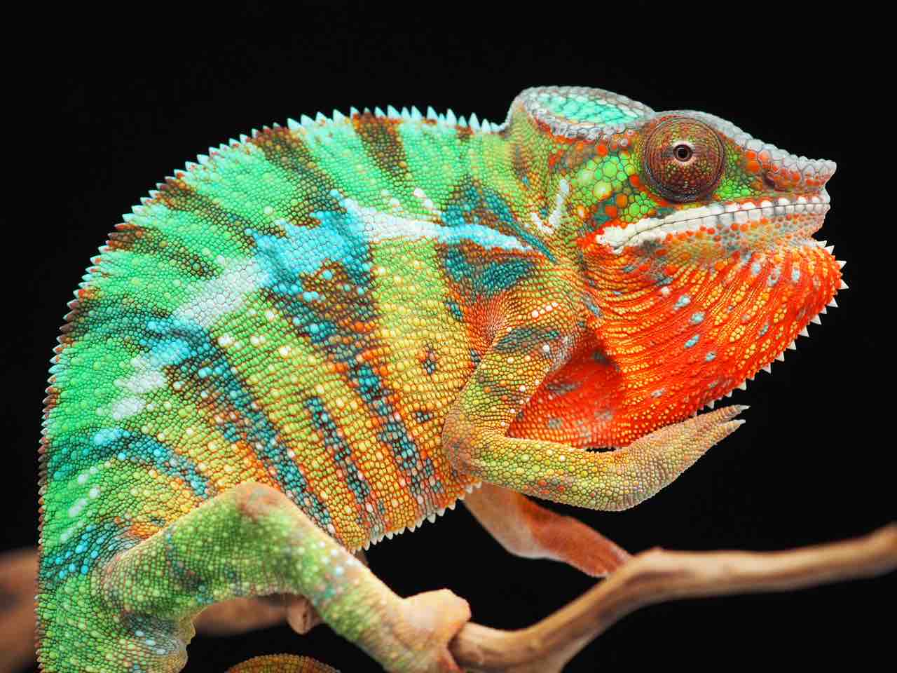 REPTILES TOKYO名古屋店様で販売開始のハイクラスYBBB Ambilobe REPTILES TOKYO名古屋店様で販売開始のハイクラスYBBB Ambilobe