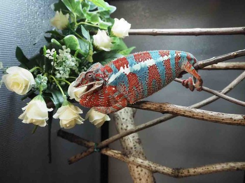 カメレオンゲージ　ZOOMED 61d8A0L5CvL._UF894,1000_QL80_.jpg