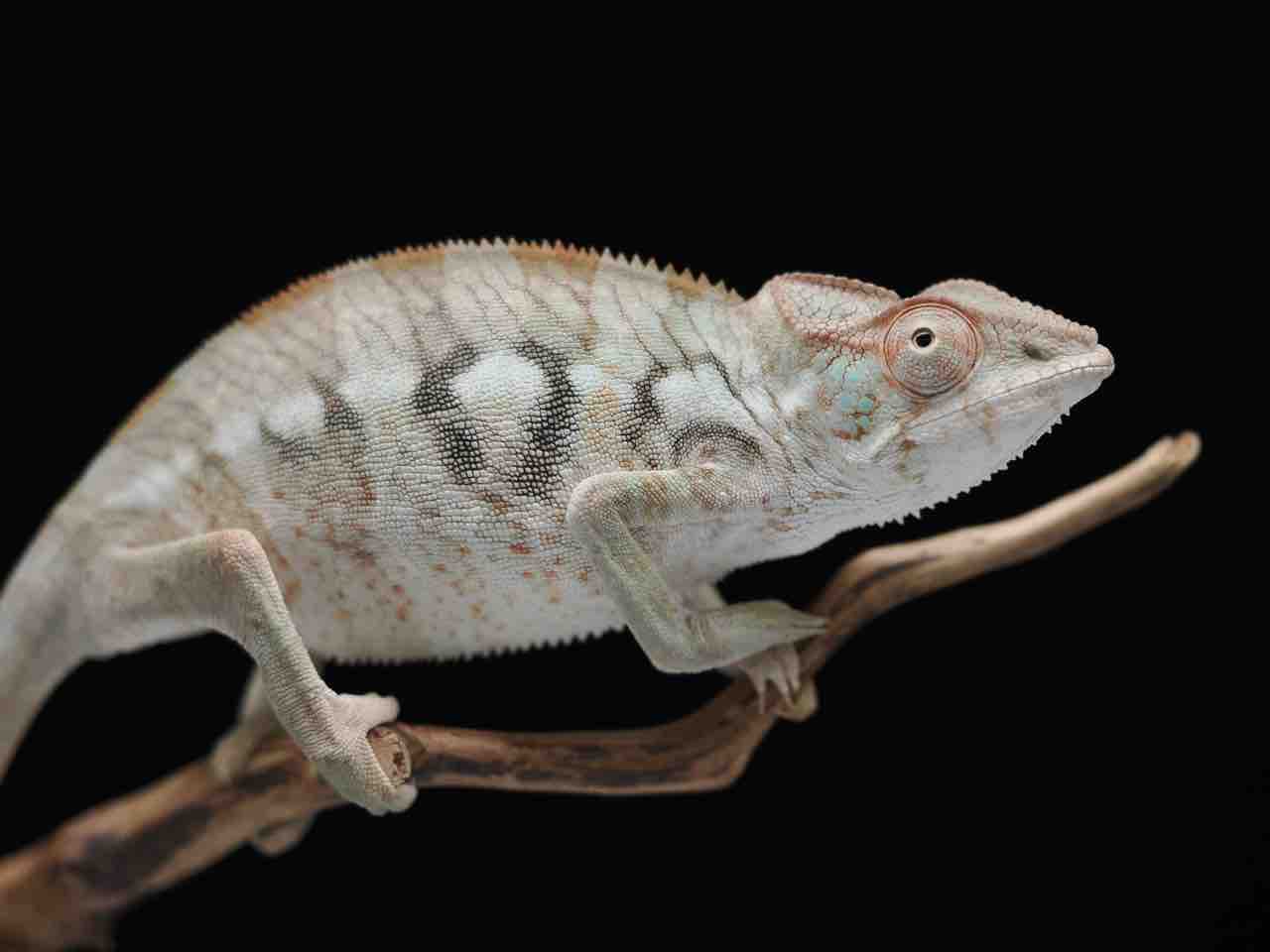 新潟に新たなパンサーカメレオン COLORS CB 販売店・中継店様のご紹介