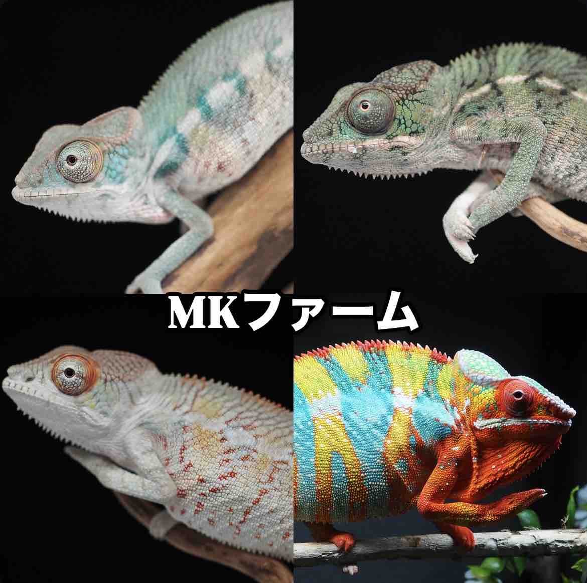 愛知県知多半島のプロショップ様によるCOLORS CB パンサーカメレオンの