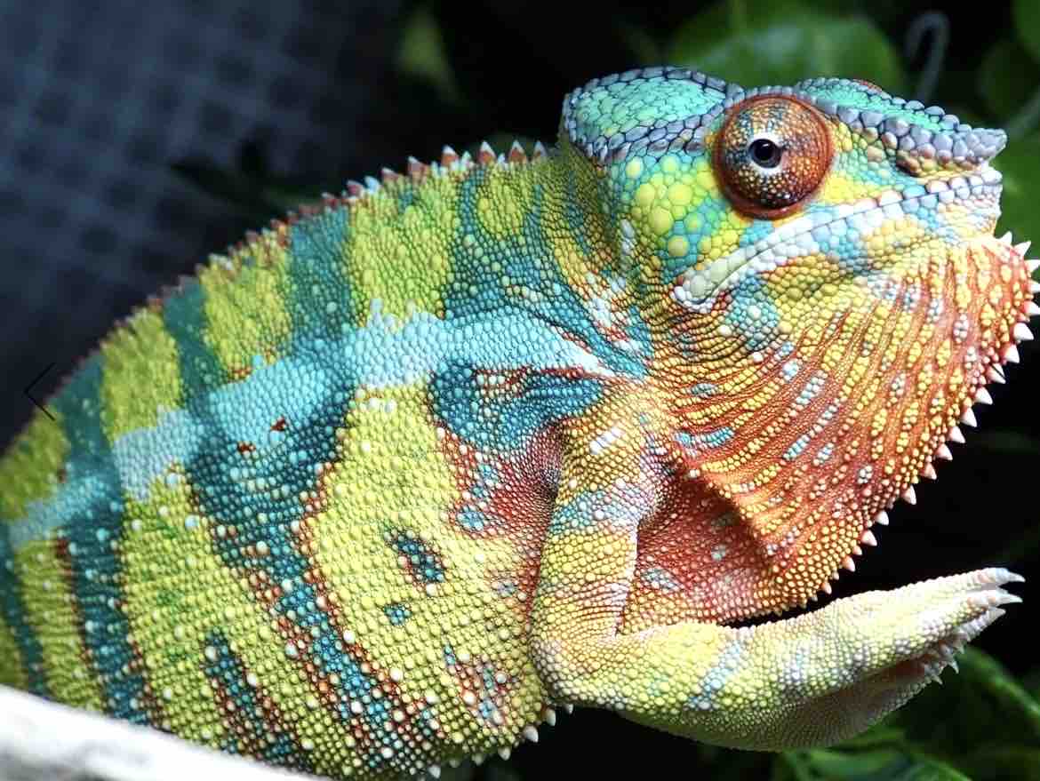 パンサーカメレオン YBBB Ambilobeベビーたちの発色の個体差 : COLORS