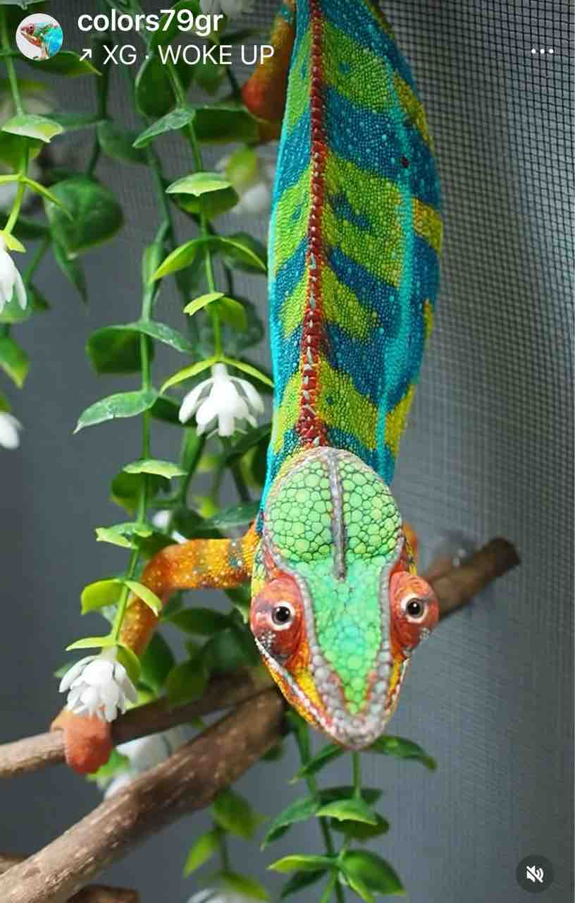 細密画パンサーカメレオン