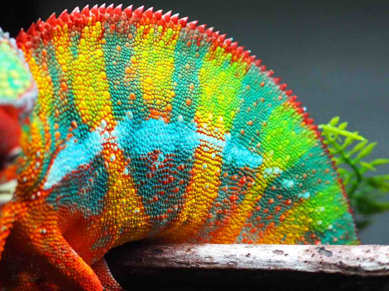 YBBB Ambilobe : COLORS