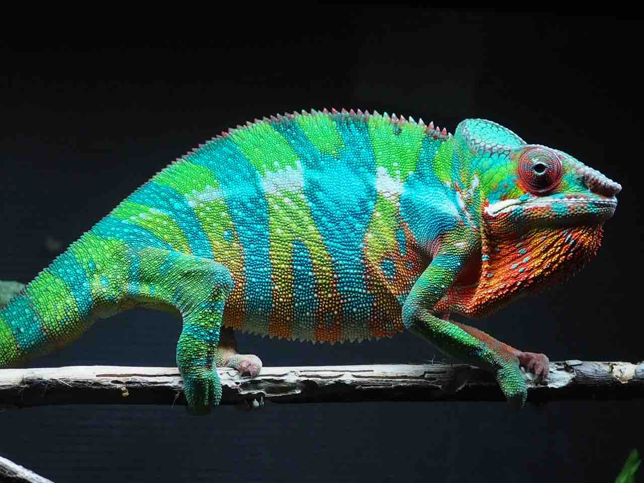 パンサーカメレオンに最適な爬虫類UVBライトの定期交換とファーガソン